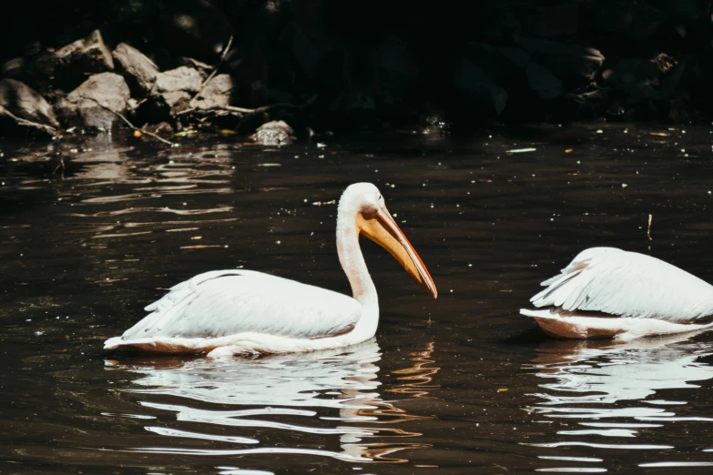 two white birds in the water with their heads touching