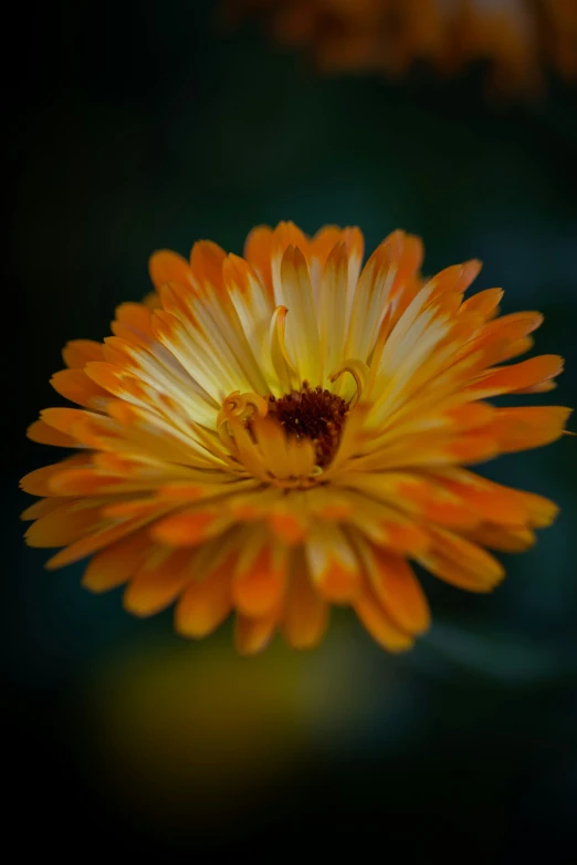 the small insect is on a yellow flower