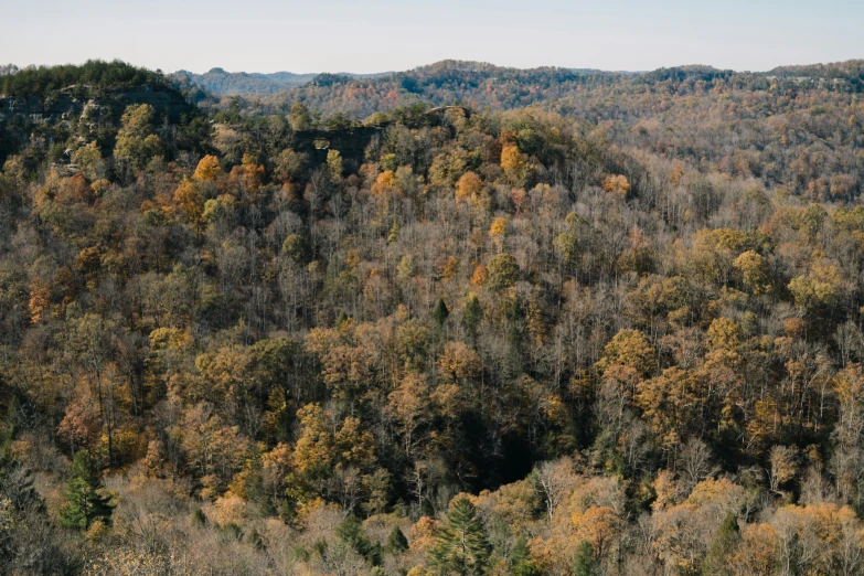 some trees with yellow leaves on top of them