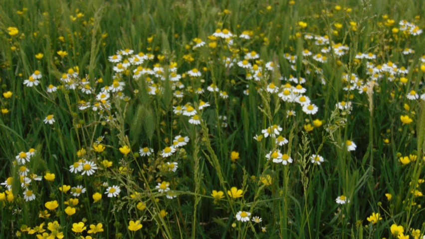 a large field of daisies and some other flowers