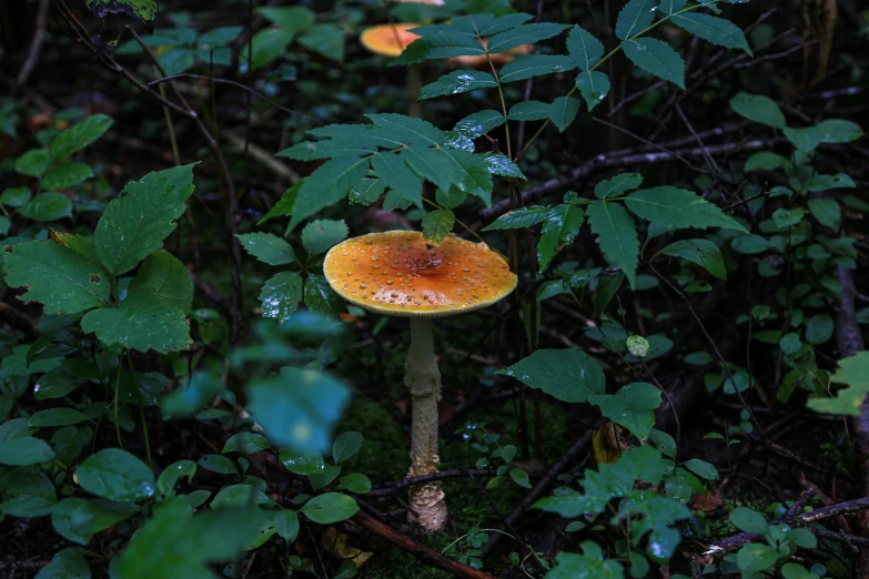 a mushroom is growing from the ground surrounded by vegetation