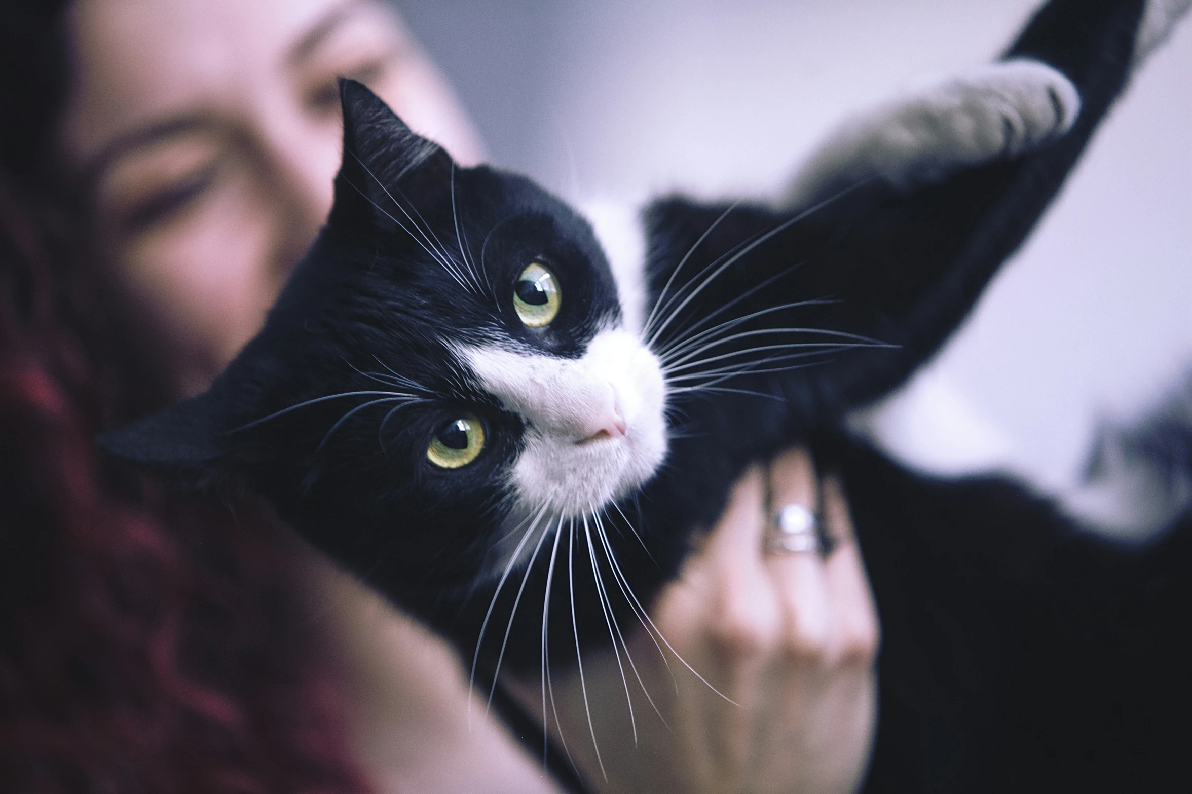 the woman holds a black and white cat, her eyes closed