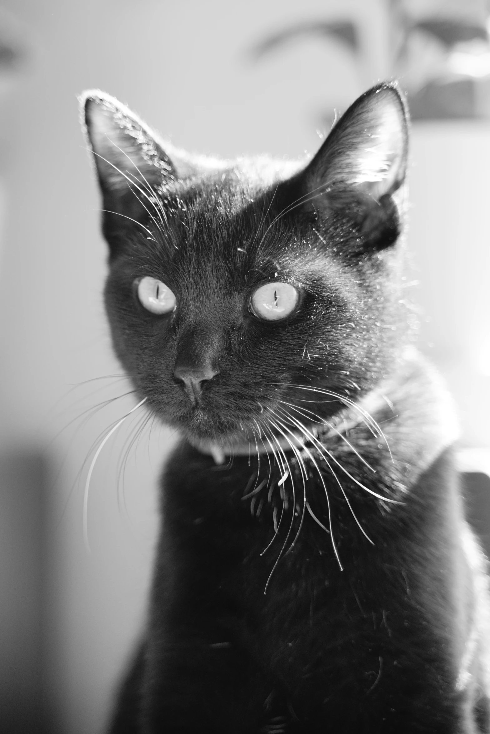 black cat looking into camera with bright yellow eyes