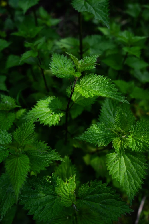 green leaves of a tree and some bushes