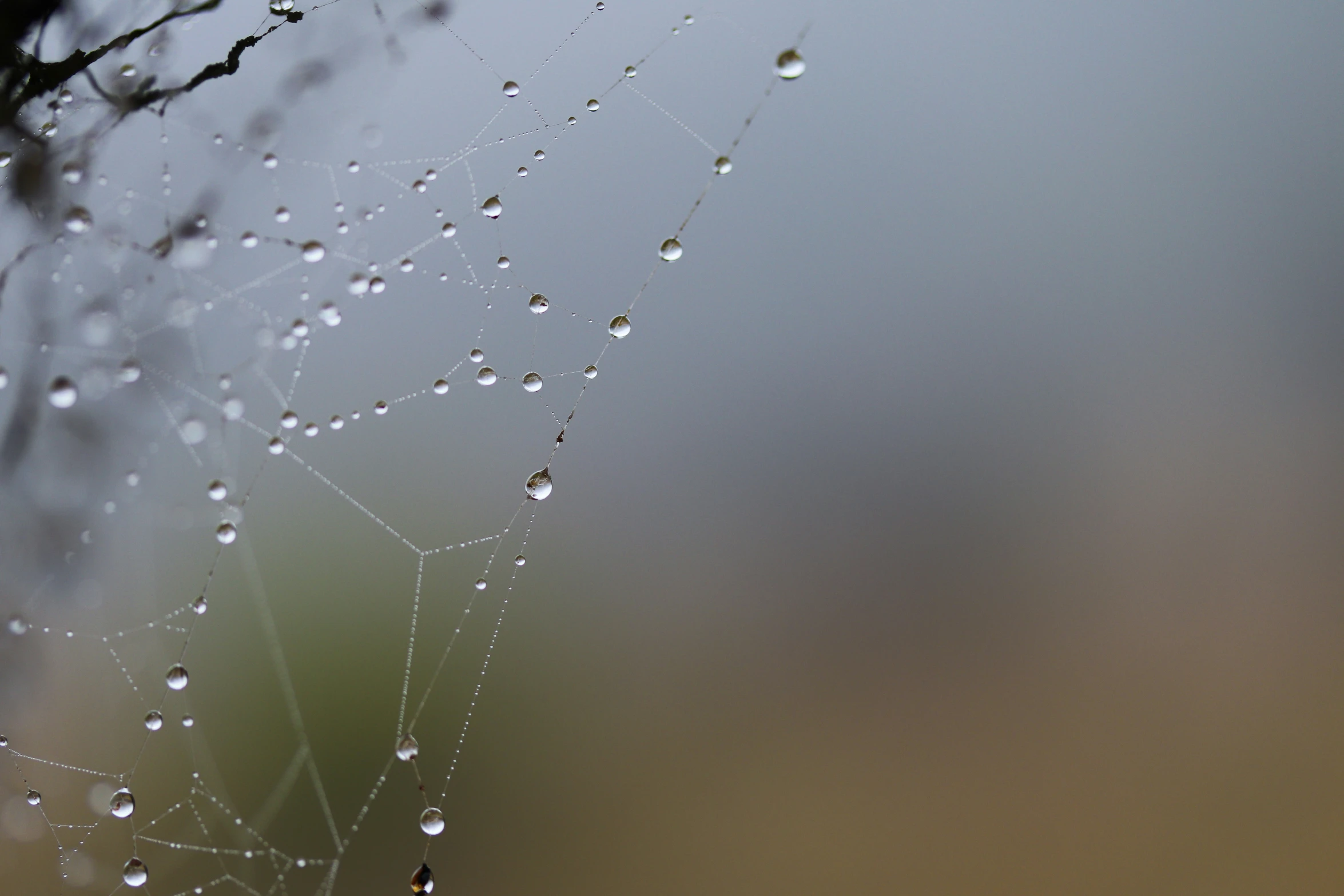 a water drops covered spider web in the air