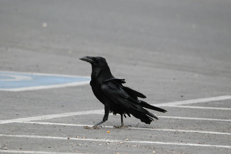 a black bird standing on the ground in the parking lot