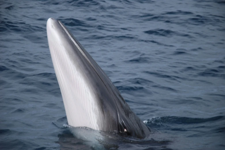 a whale in the ocean looking around its fin