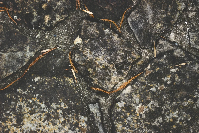 rocks are covered with yellow colored lichens and vines