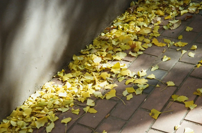 leaves that have fallen from a tree laying on a sidewalk