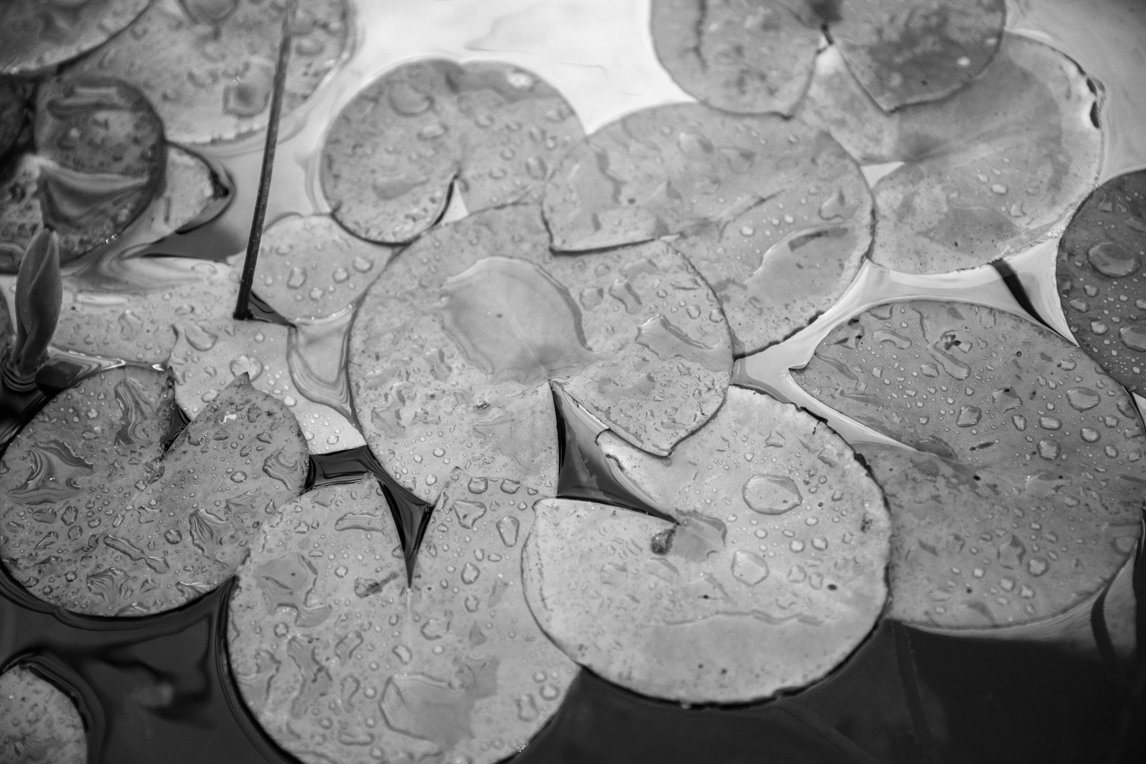 black and white image of the bottom half of several coins