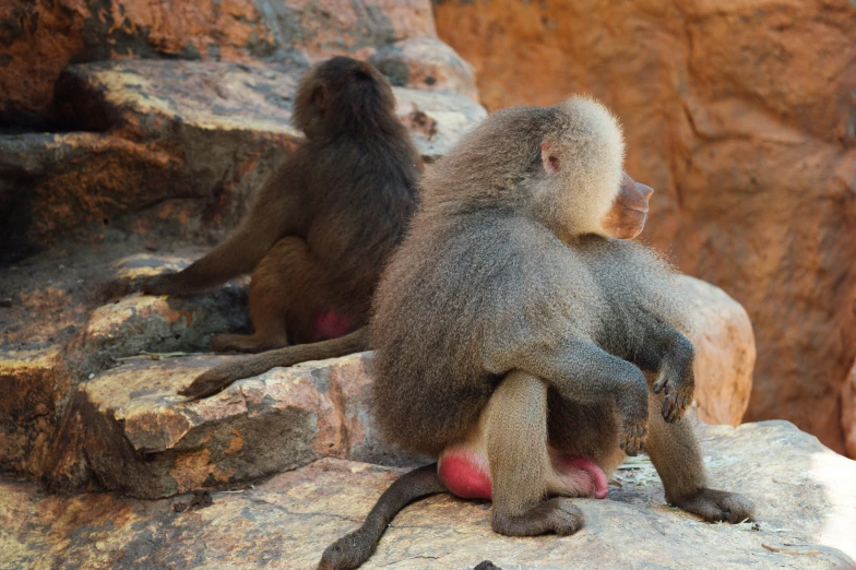 two monkeys sitting on top of large rocks