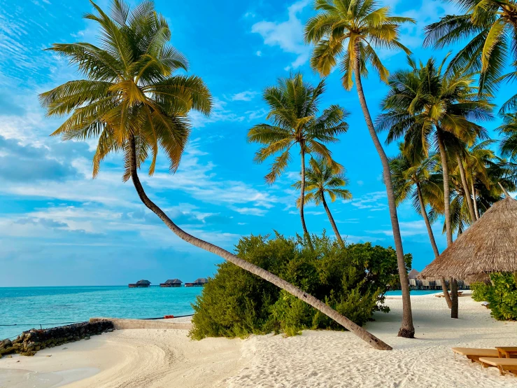 a sandy beach with palm trees and blue ocean