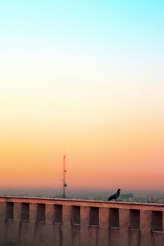 two birds sit on the edge of a wall