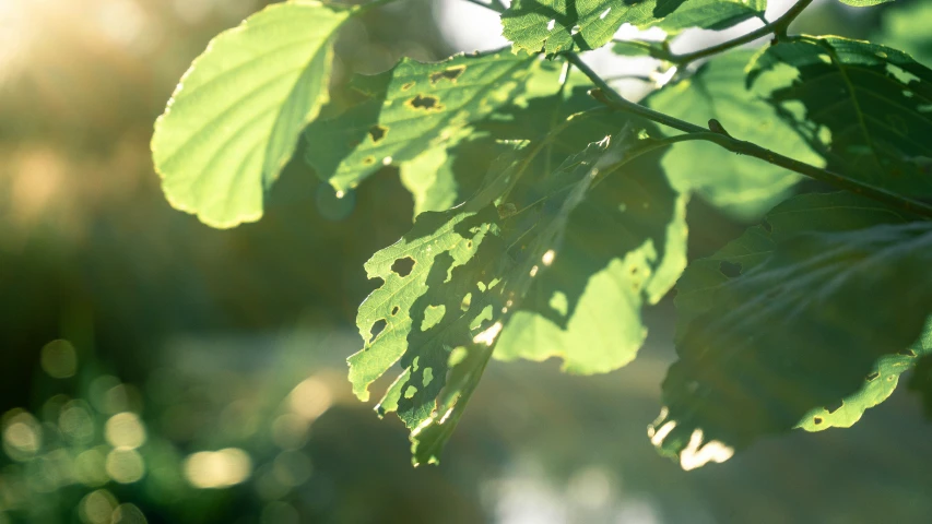 the green leaves are shining on the sun