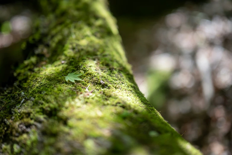 a close up of a nch with green moss