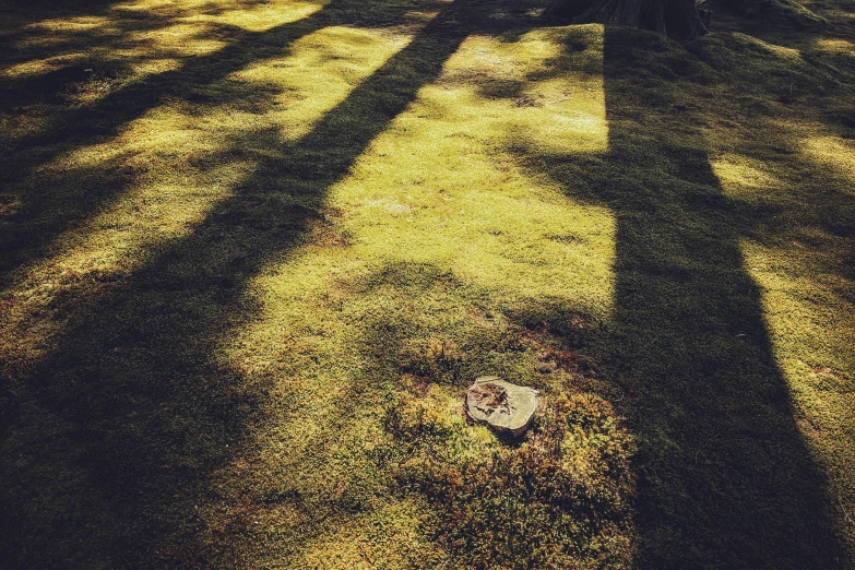 a few trees and bushes casting long shadows