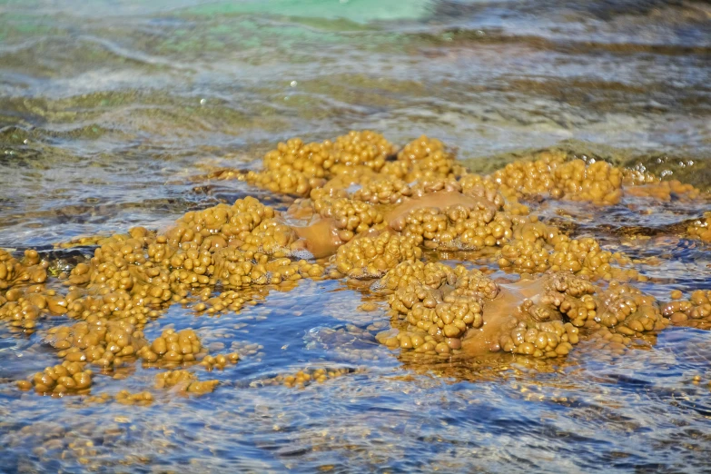 there are seaweed on the surface of the water