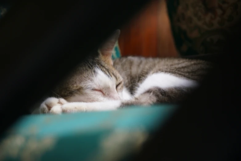 the cat is sleeping on the sofa and it is taking a nap