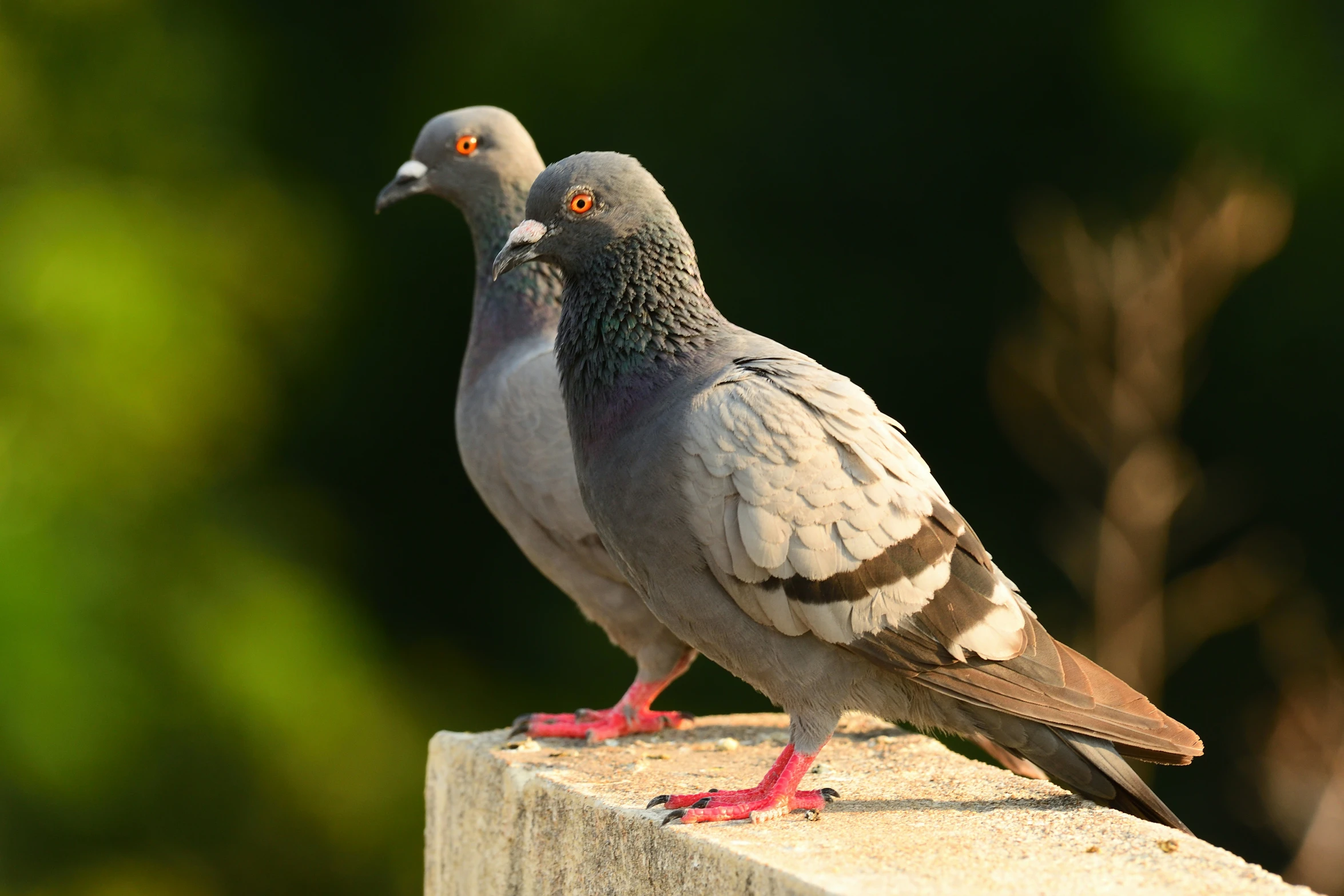 two birds standing together on the ledge of a building