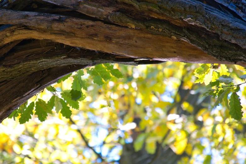 a wooden and tree nch with leaves