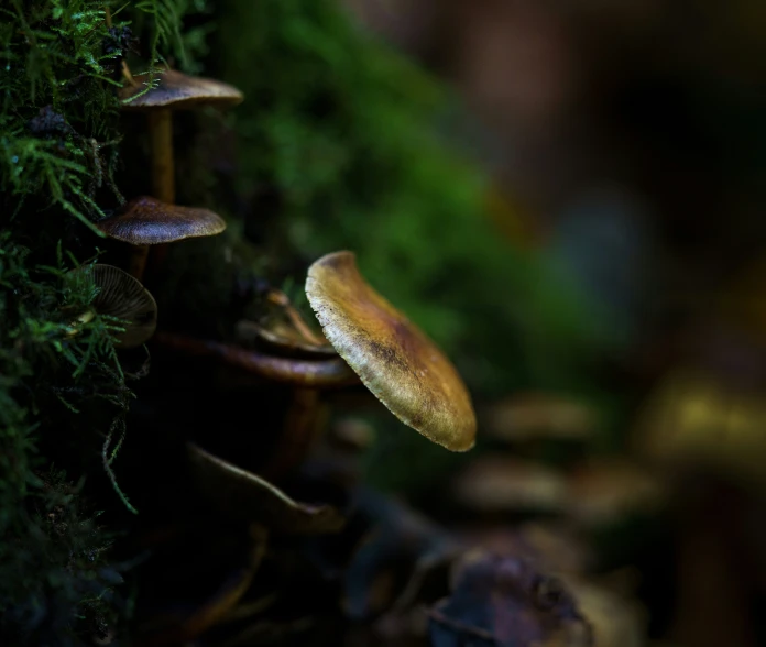 small mushrooms growing on the mossy surface