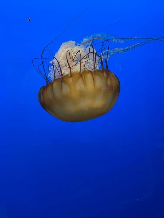 the large jellyfish is swimming under the blue water