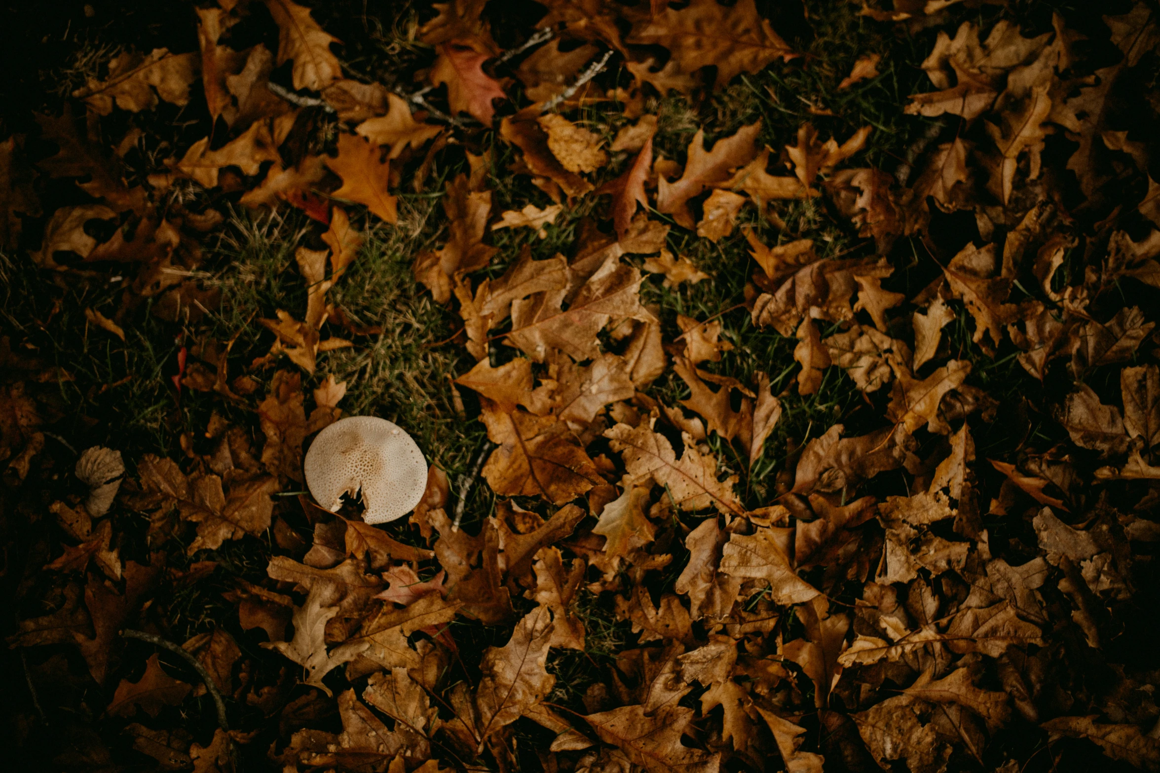 a piece of paper surrounded by fallen leaves