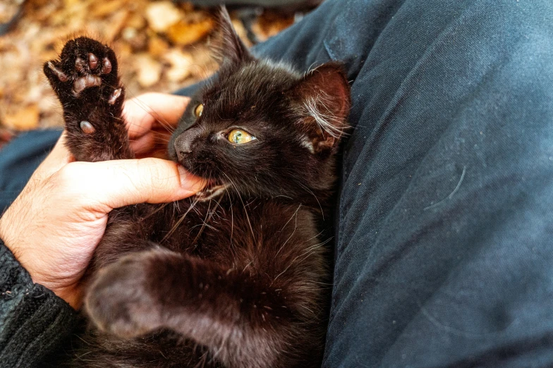 a person holding up a black kitten on his hand