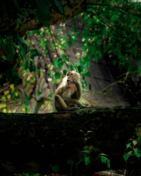 a monkey in the middle of a tree nch