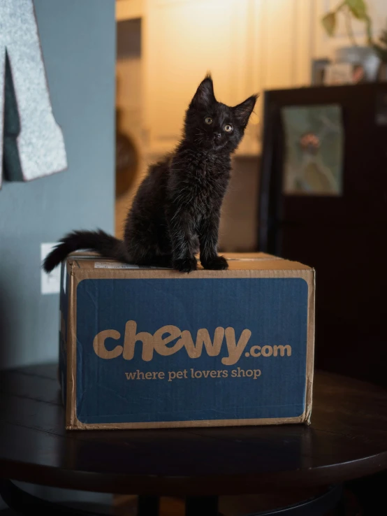 a kitten sits atop a box for chewy