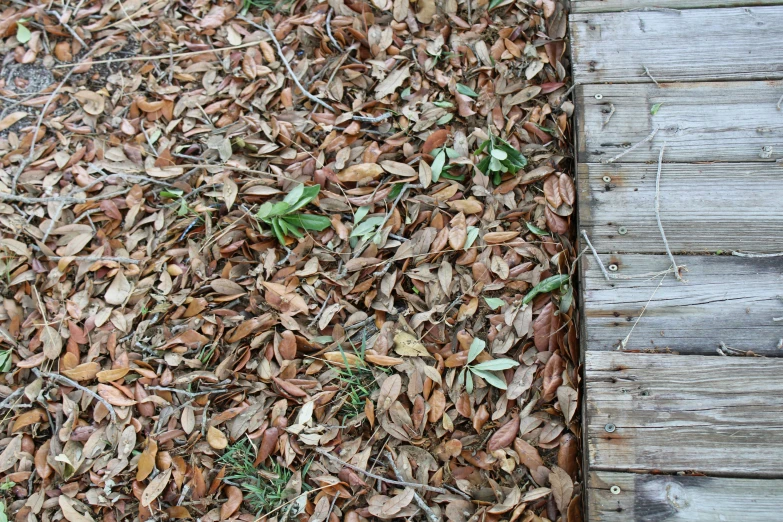 a wooden plank with leaves on it is partially covered