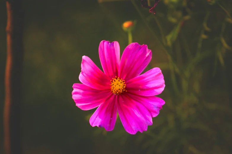 a pink flower sitting in the middle of a garden