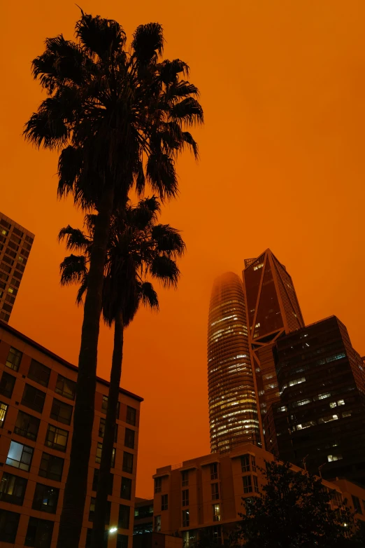 a tall tree in front of a sky that looks orange