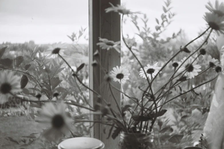 black and white pograph of daisies and an old table