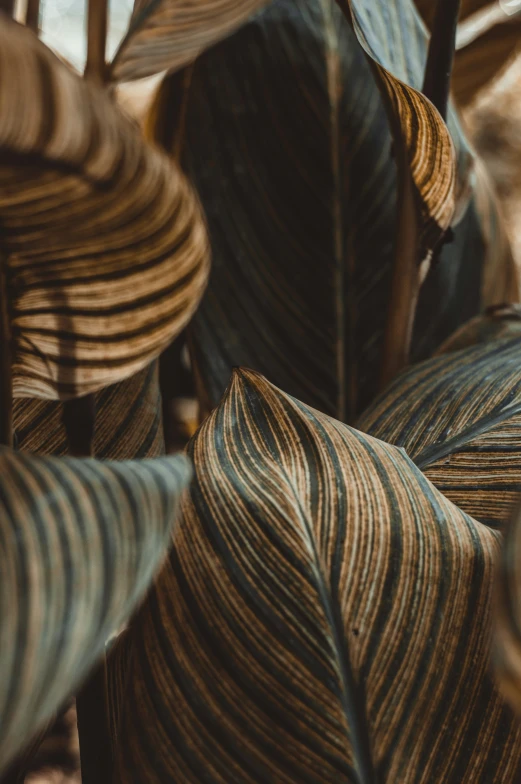 this pograph shows the beautiful brown and blue colors of leaves