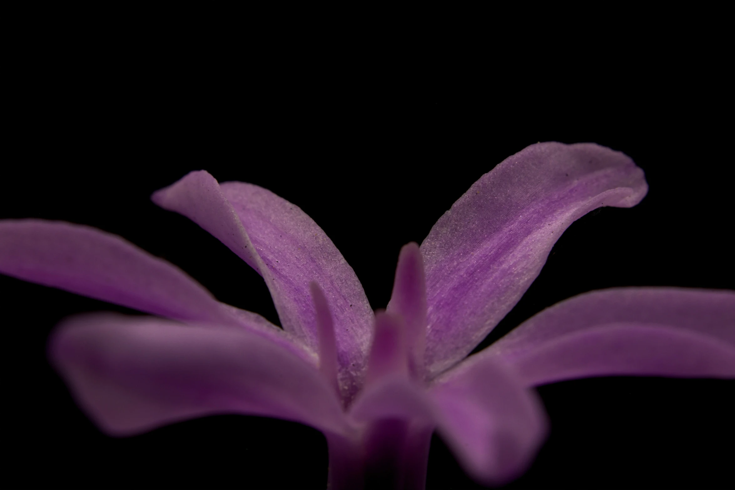 the flower is standing out against the black background