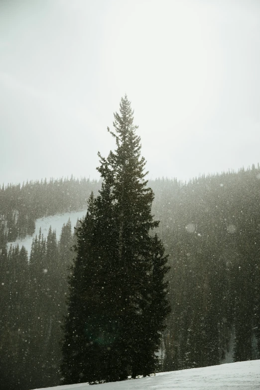 a small tree in the middle of a snowy forest