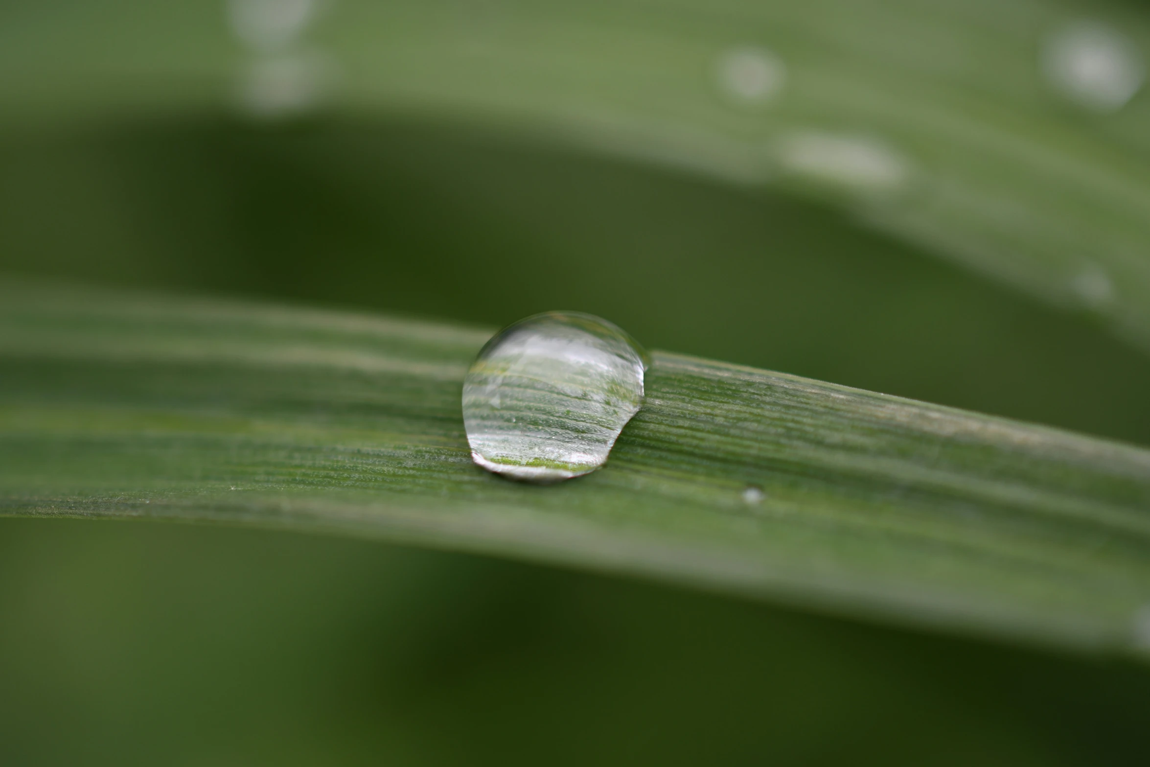 water drops on a leaf surface