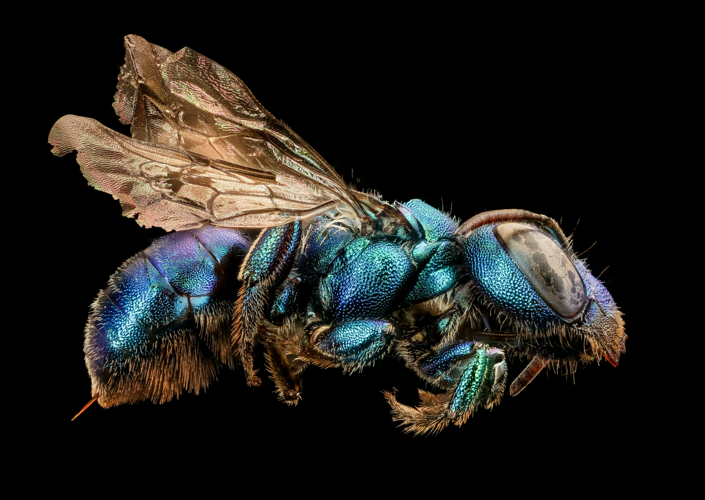 a blue fly sitting on top of a piece of food