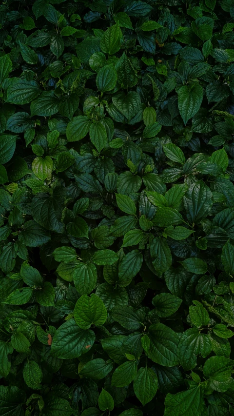 a large green plant covered in leaves