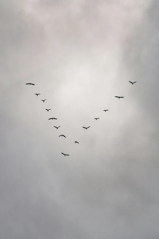 a flock of birds fly high up in the sky