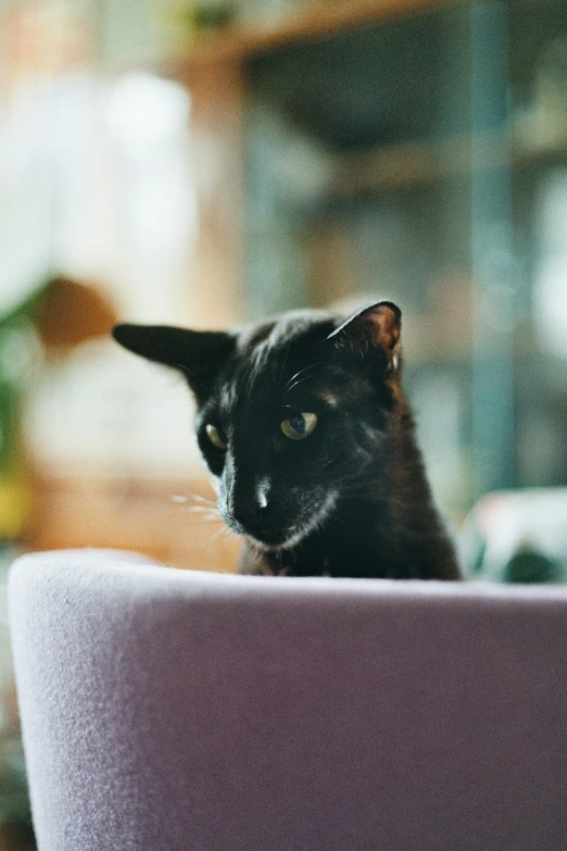 a black cat is sitting in the corner of a chair