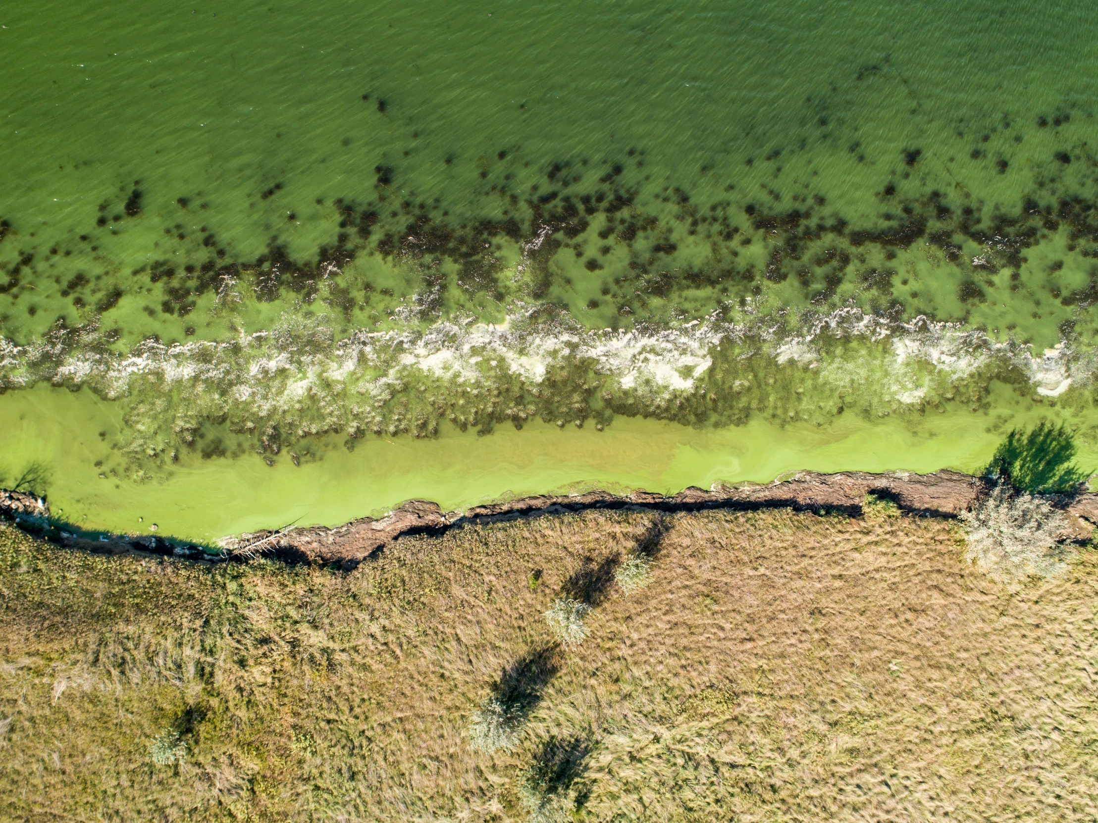 the water is green from the air, and some brown trees are by the beach