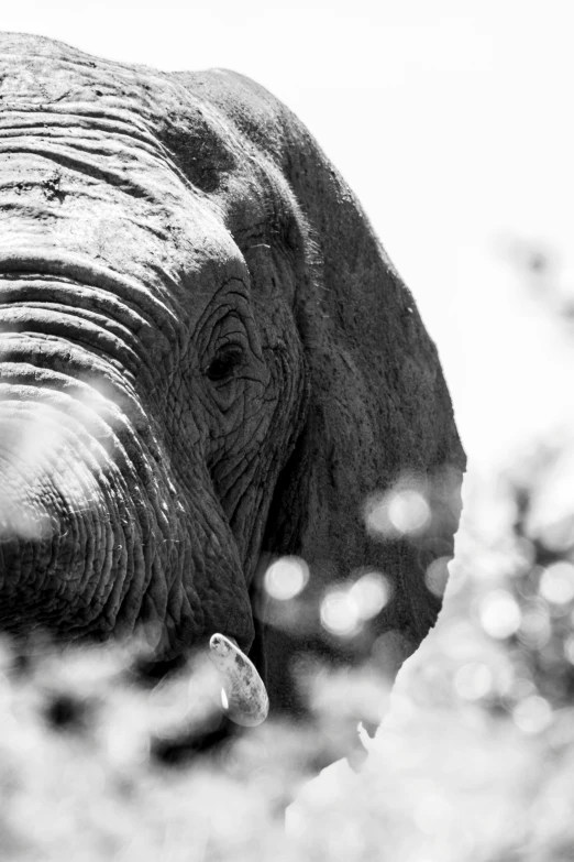 a black and white po of an elephant close to the camera