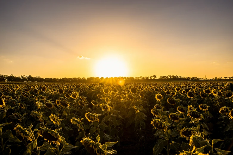 a sun setting over a sunflower field