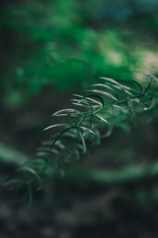 a leaf with some leaves growing in it