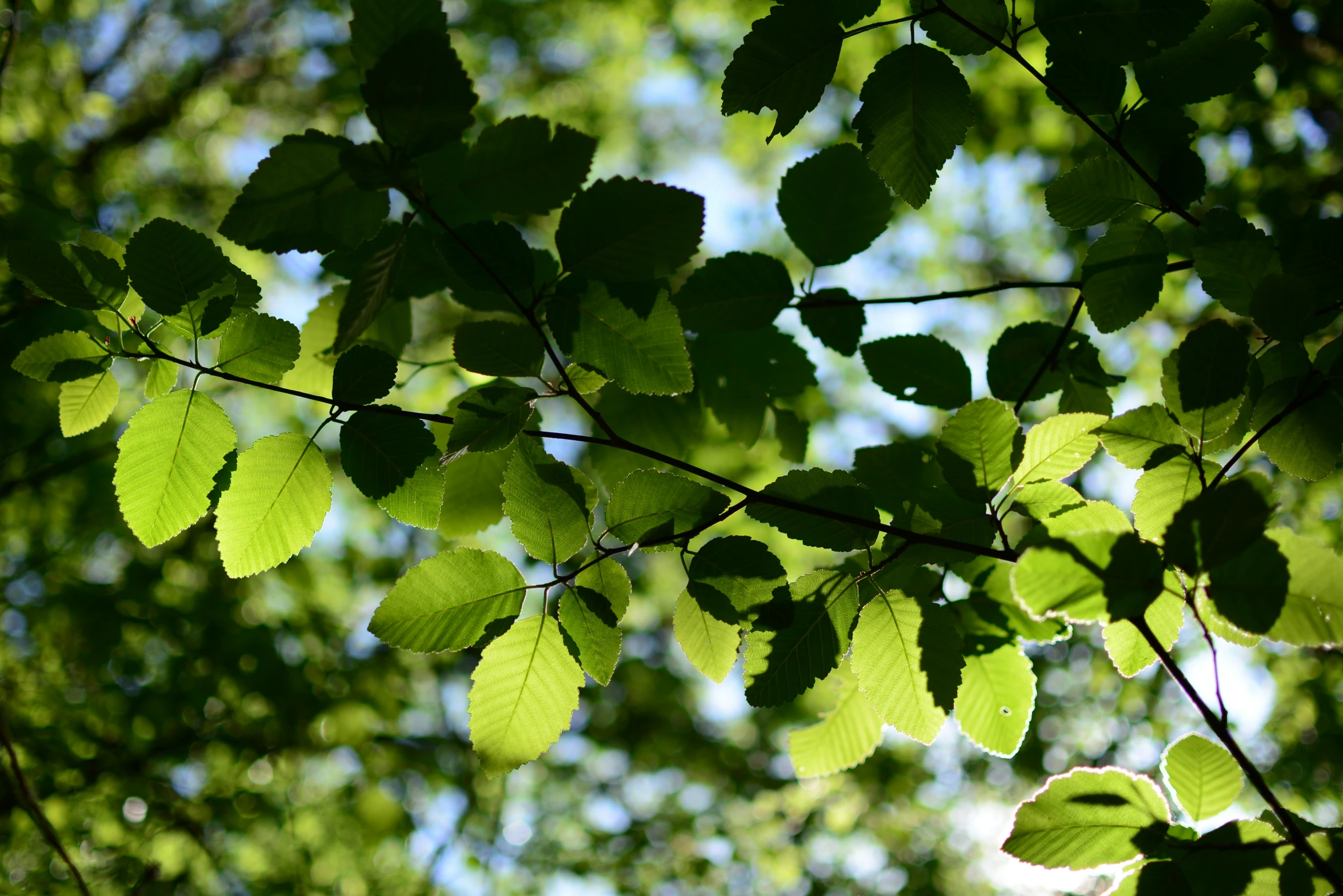 a group of green leaves in the foreground with the trees behind