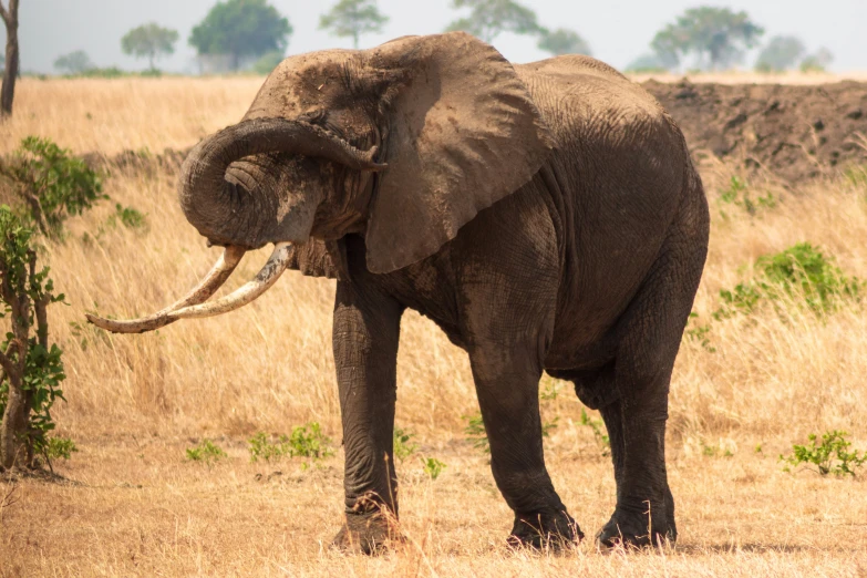 an elephant standing in some dry grass with his trunk in its mouth