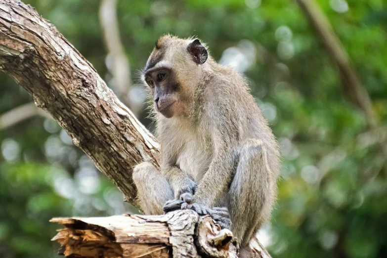 a small monkey perched on a nch with its mouth open