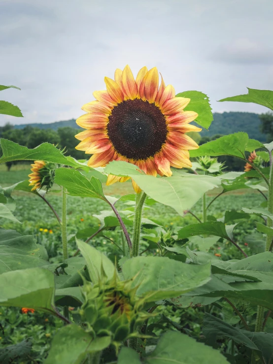 a field of green leaves and a large sunflower